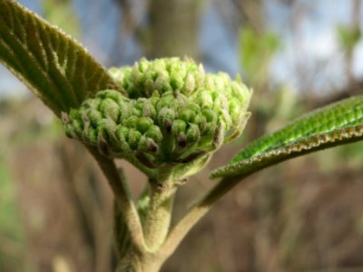 20140323Viburnum_lantana2