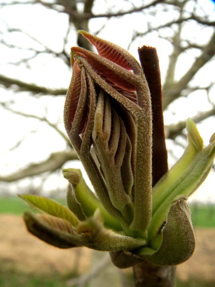 20140318Julgans_regia2