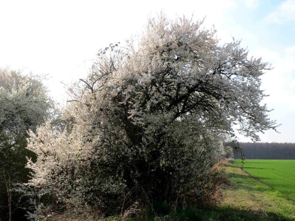 20140317Prunus_cerasifera_Hockenheimer_Rheinbogen1