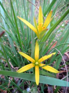 20140318Gagea_villosa1