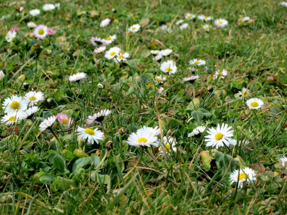 20140227Bellis_perennis3