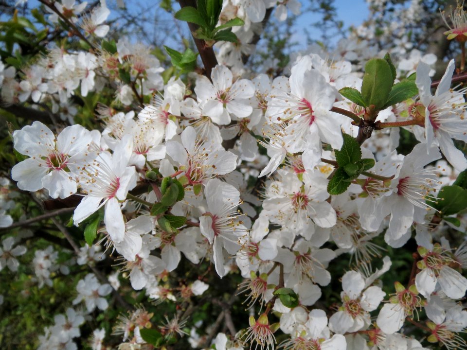 20140317Prunus_spinosa2