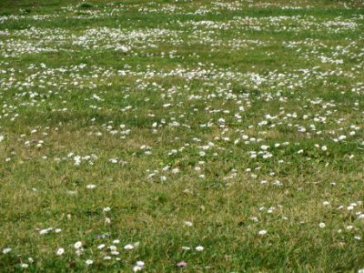 20140227Bellis_perennis1