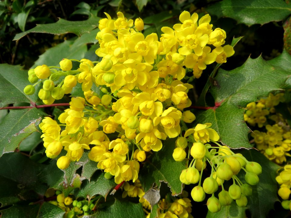 20140317Mahonia_aquifolium3