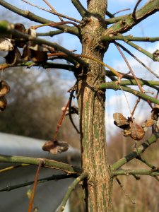 20140227Euonymus_europaeus1