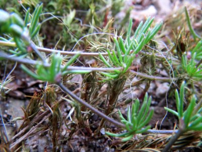 20140321Spergula_morisonii3