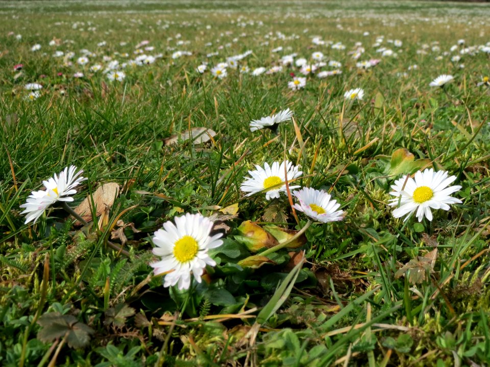 20140227Bellis_perennis2