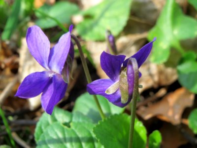 20140319Viola_odorata3