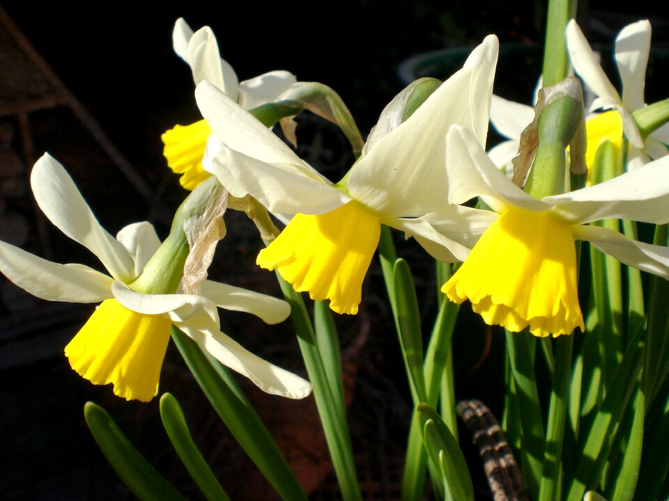 Flower daffodil blossom photo