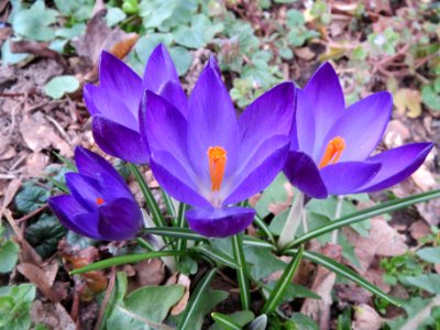 20140226Crocus_tommasinianus1