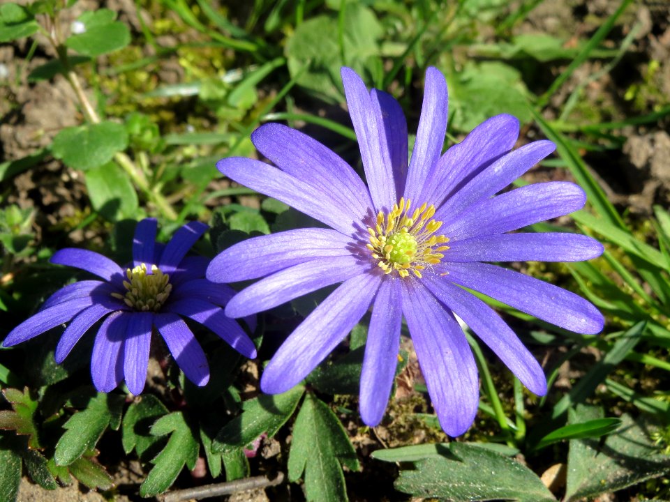 20140320Anemone_blanda1
