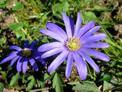 20140320Anemone_blanda1