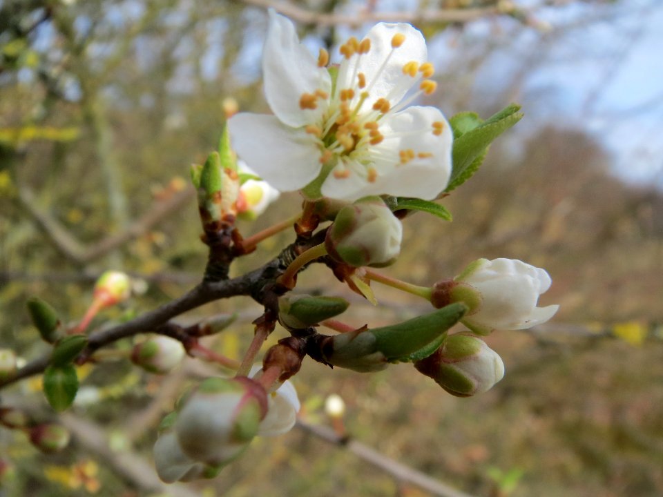 20140227Prunus_spinosa_Reilingen1