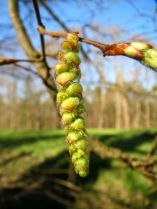 20140320Carpinus_betulus08