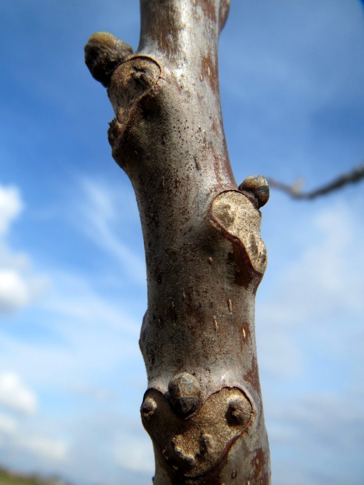 20140227Juglans_regia2