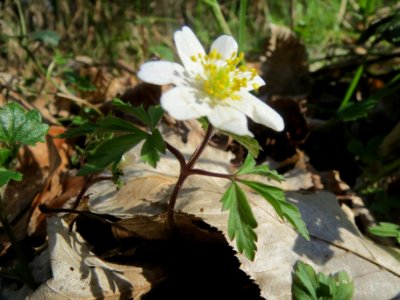 20140320Anemone_nemorosa3