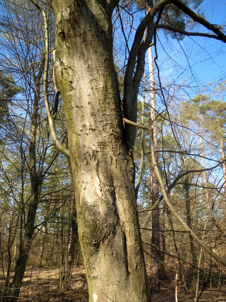 20140320Carpinus_betulus02
