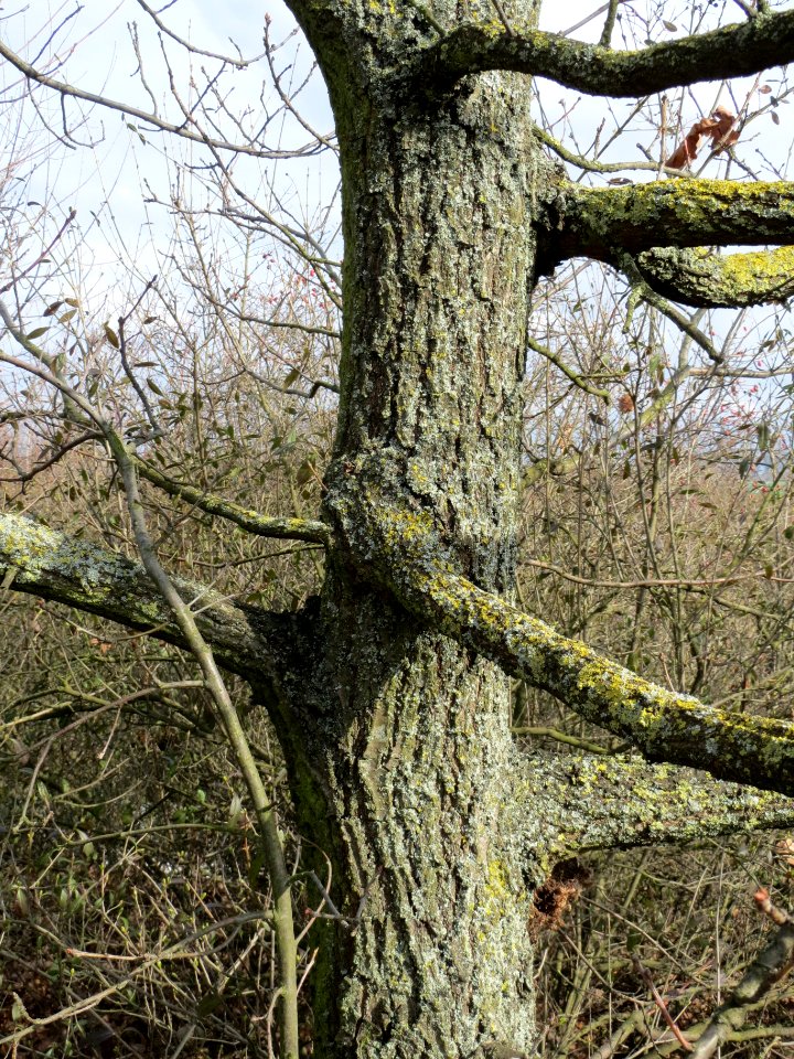 20140227Quercus_robur1