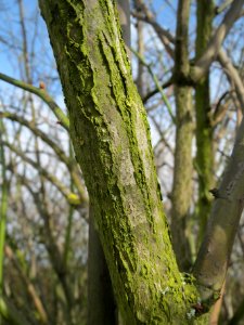20140227Rosa_multiflora3