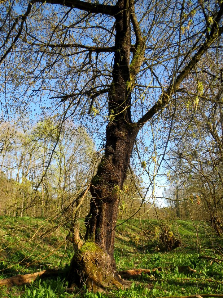 20140320Acer_negundo1