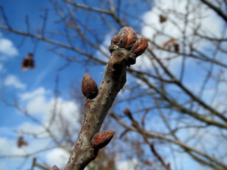 20140227Quercus_robur2