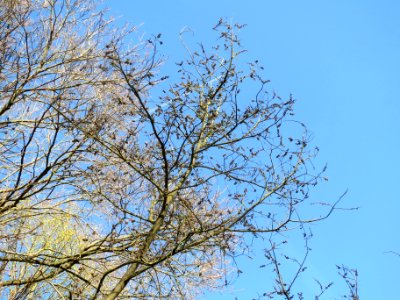 20140320Ulmus_glabra1