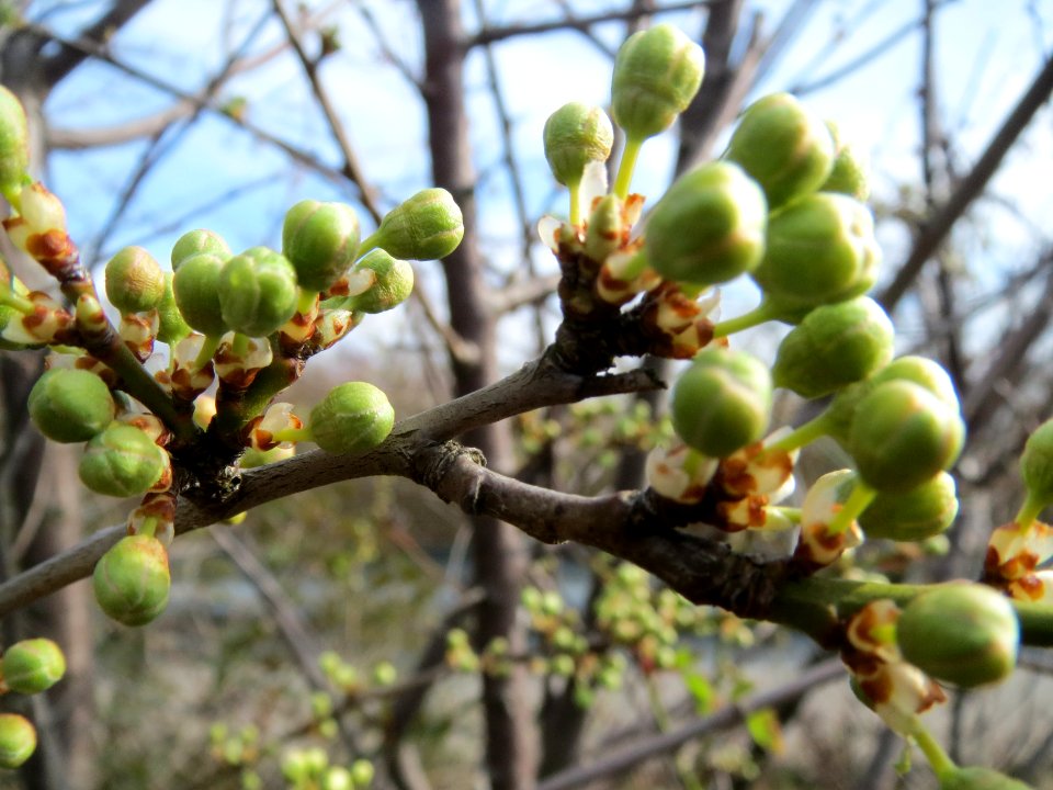 20140227Prunus_spinosa1