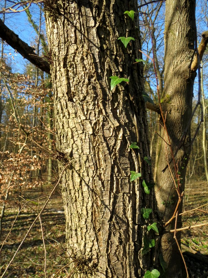 20140320Ulme_Schwetzinger_Hardt3