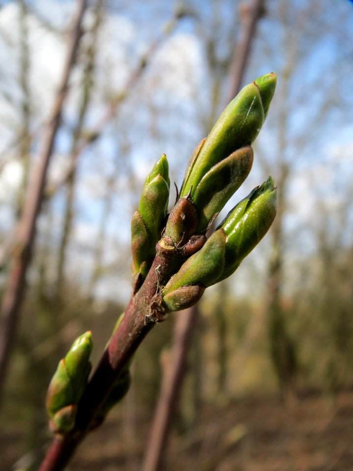 20140227Euonymus_europaeus6
