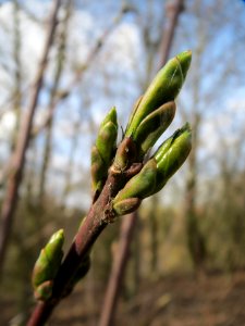 20140227Euonymus_europaeus6