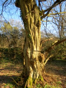 20140320Carpinus_betulus10