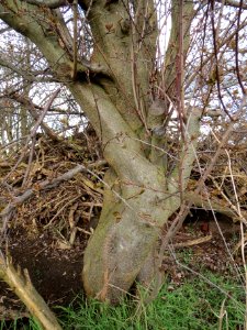 20140228Prunus_cerasifera_Hockenheimer_Rheinbogen06