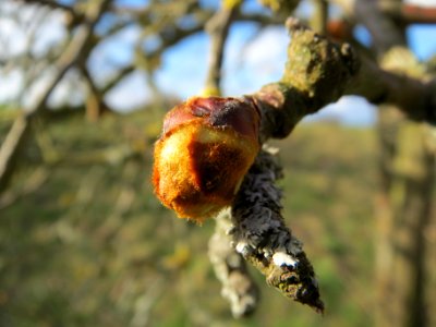 20140228Malus_domestica3
