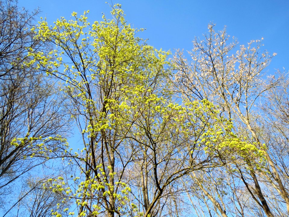 20140320Acer_platanoides1