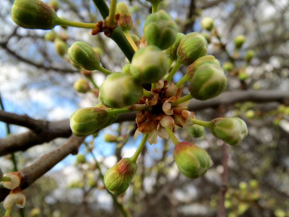 20140228Prunus_cerasifera_Hockenheimer_Rheinbogen15