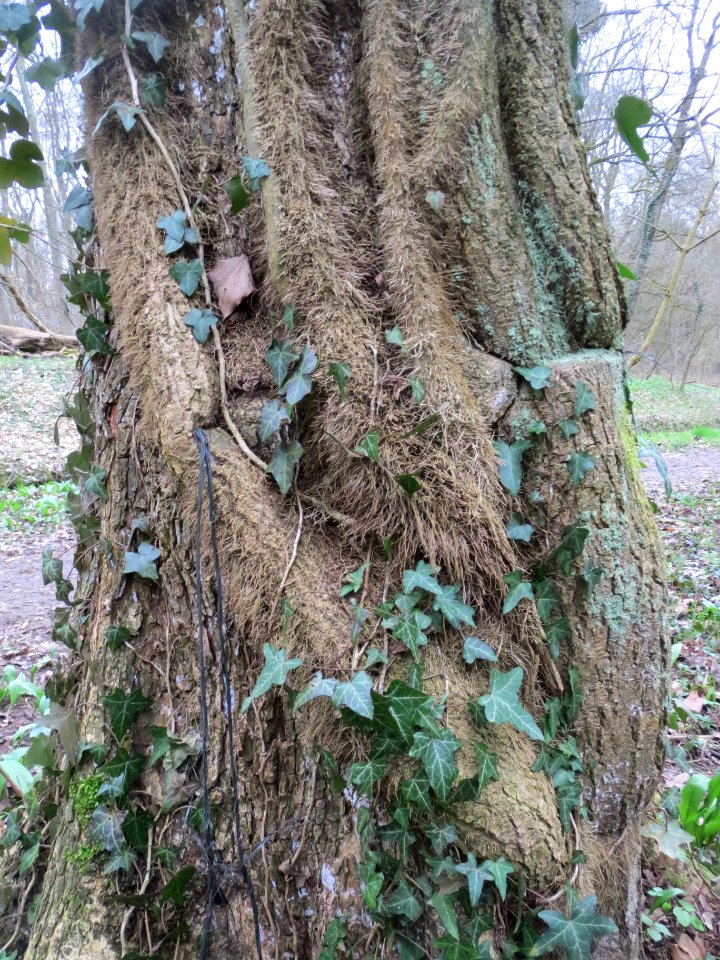 20140301Hedera_helix