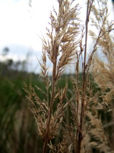 20140324Calamagrostis_epigejos2
