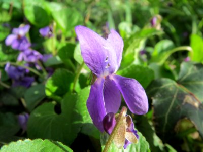 20140323Viola_odorata1