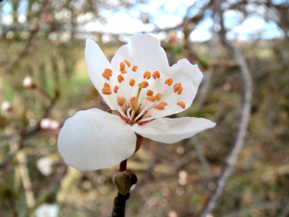 20140228Prunus_cerasifera_Hockenheimer_Rheinbogen10