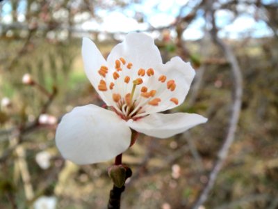 20140228Prunus_cerasifera_Hockenheimer_Rheinbogen10