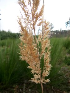 20140324Calamagrostis_epigejos1