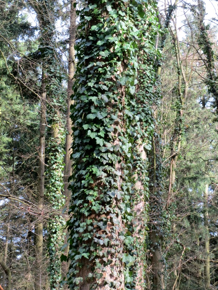 20140227Hedera_helix12