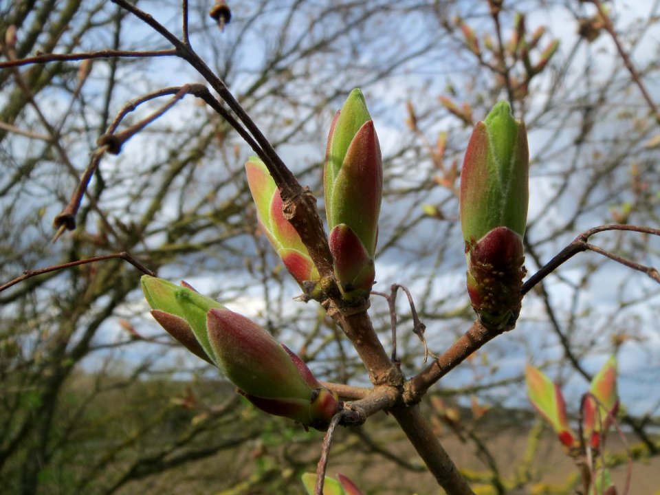 20140323Acer_campestre