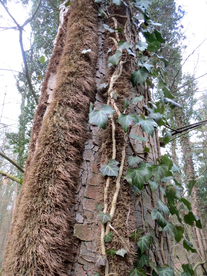 20140227Hedera_helix07