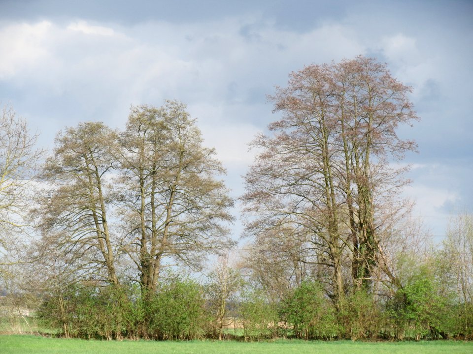 20140323Alnus_glutinosa