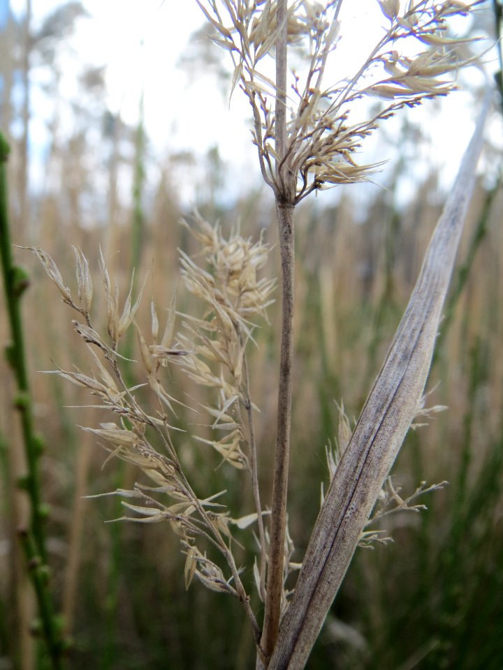 20140324Calamagrostis_epigejos4