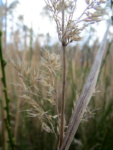 20140324Calamagrostis_epigejos4
