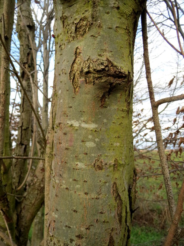 20140227Salix_caprea1