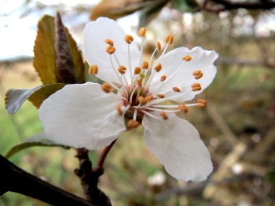 20140228Prunus_cerasifera_Hockenheimer_Rheinbogen11