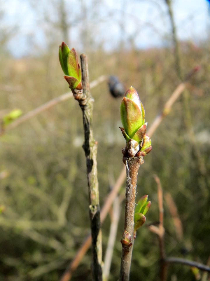 20140227Ligustrum_vulgare3
